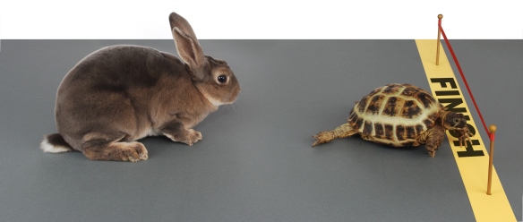 tortoise and the hare.jpg